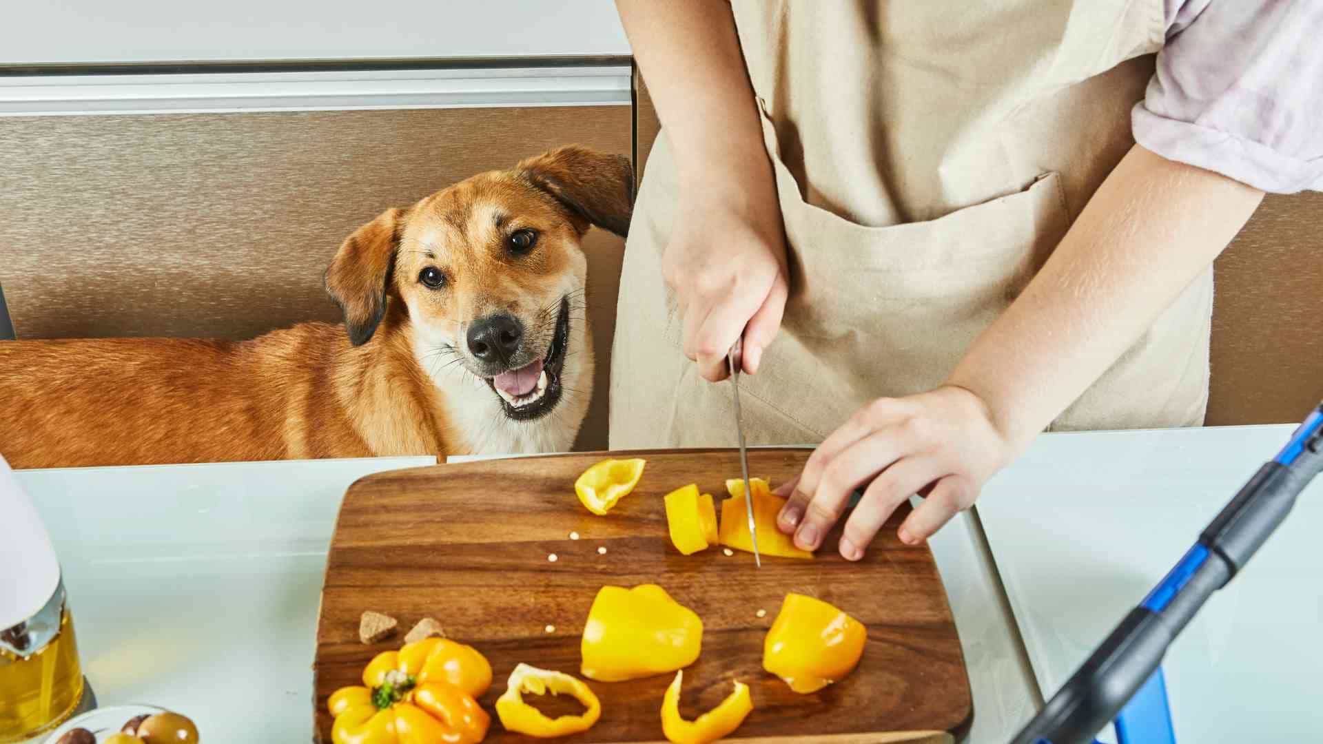 Menú semanal perros